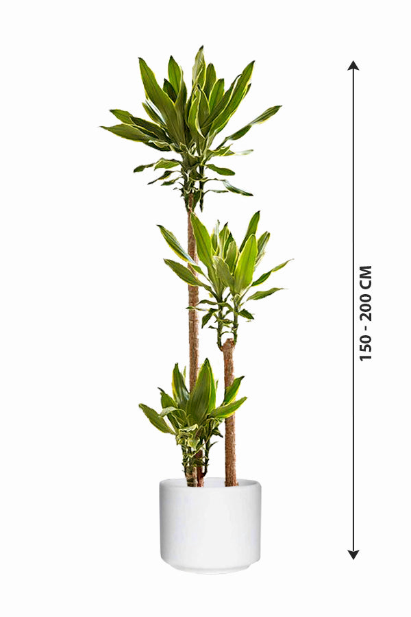 Dracaena Gold Coast - Indoor Plant