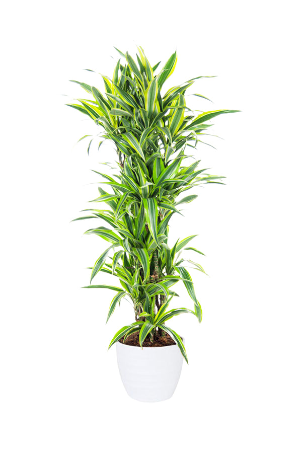 Tall Dracaena Lemon Lime Plant in White Ceramic Pot
