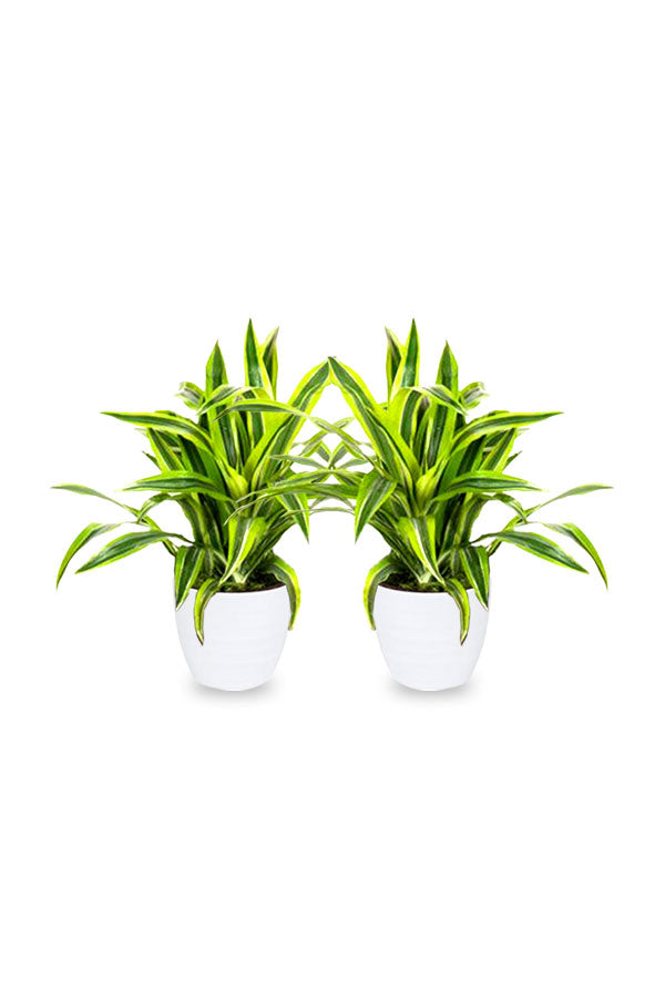 Buy One Get One - Dracaena Lemon Lime Mini -Indoor Plant