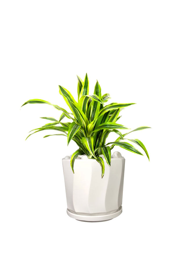 Dracaena Lemon Lime Mini - Office Table Top Plant