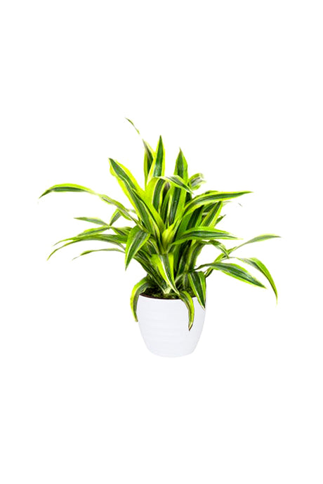 Mini Dracaena Lemon Lime in White Ceramic Pot