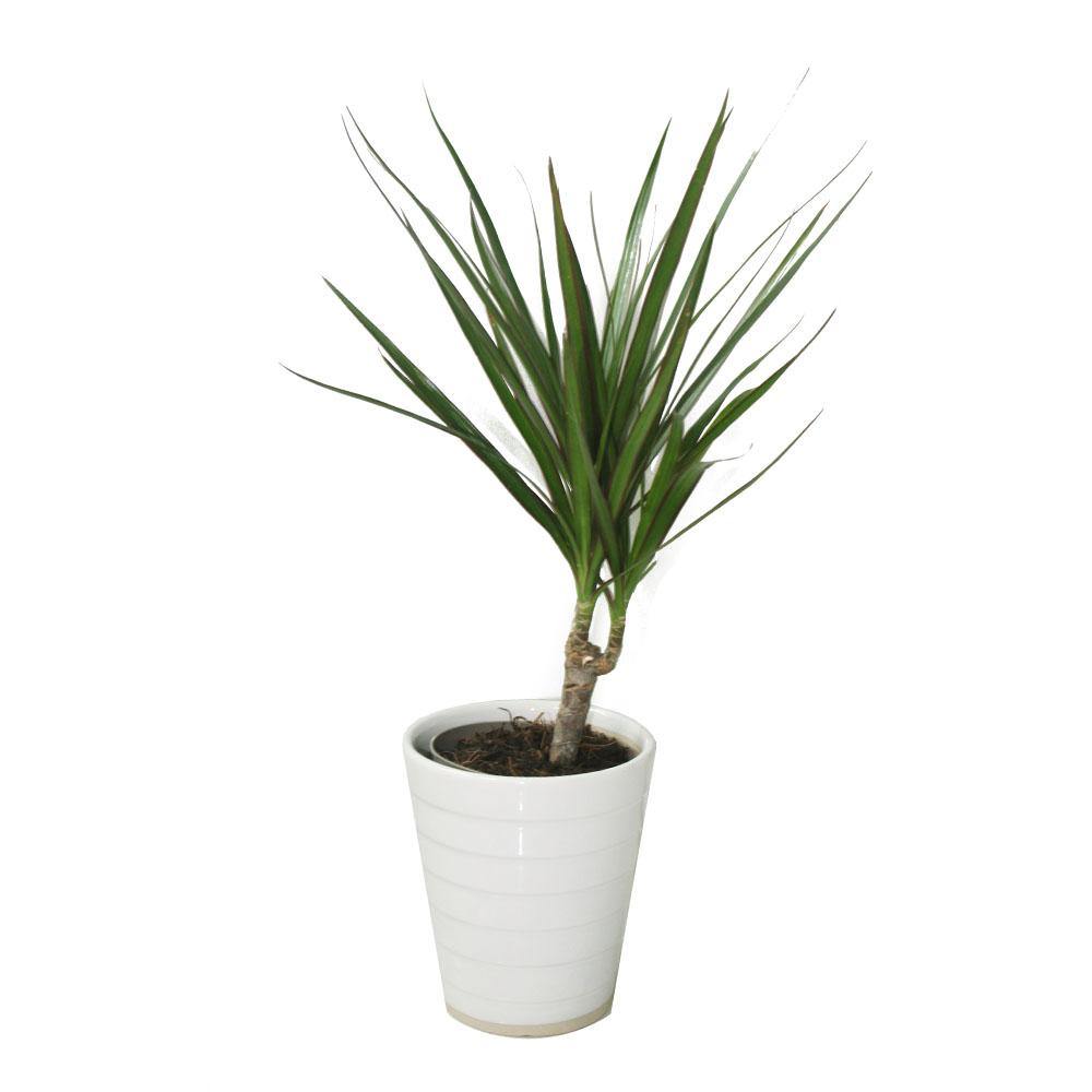 Dracaena Marginata Small Evergreen Indoor Plant in Decorative Pot – Slim Trunk with Spiky Green-Red Foliage, Ideal for UAE Interiors