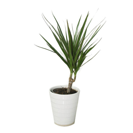 Dracaena Marginata Small Evergreen Indoor Plant in Decorative Pot – Slim Trunk with Spiky Green-Red Foliage, Ideal for UAE Interiors