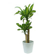 Dracaena Massangeana - Dracaena Fragrans - Plantsworld.ae - {{ varient.name }}