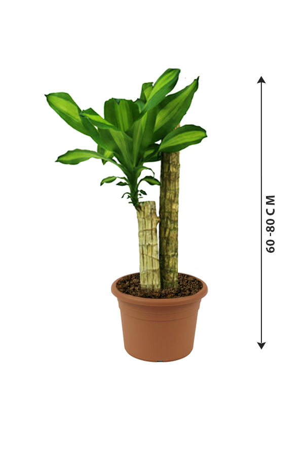 Dracaena Massangeana - Dracaena Fragrans