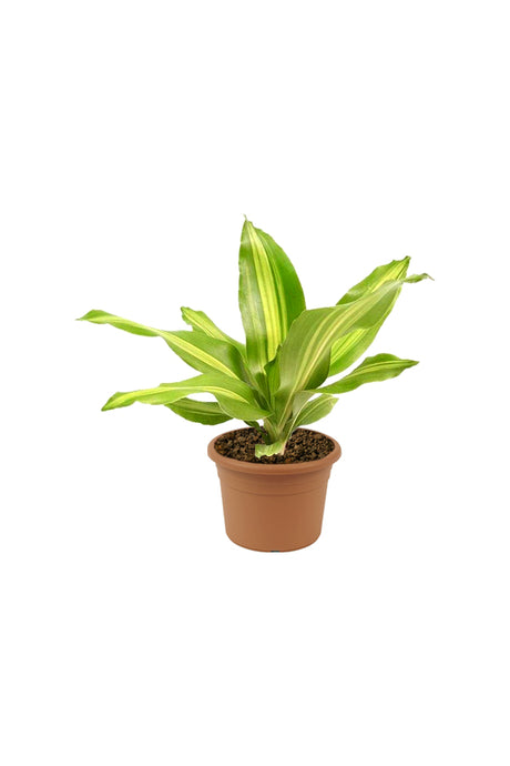 Dracaena Massangeana Short - Dracaena Fragrans