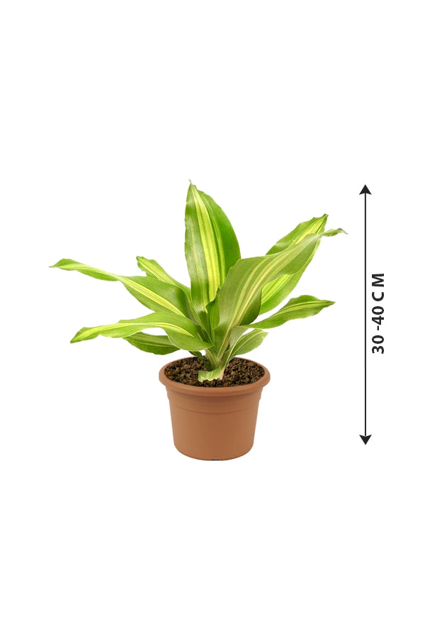 Dracaena Massangeana Short - Dracaena Fragrans