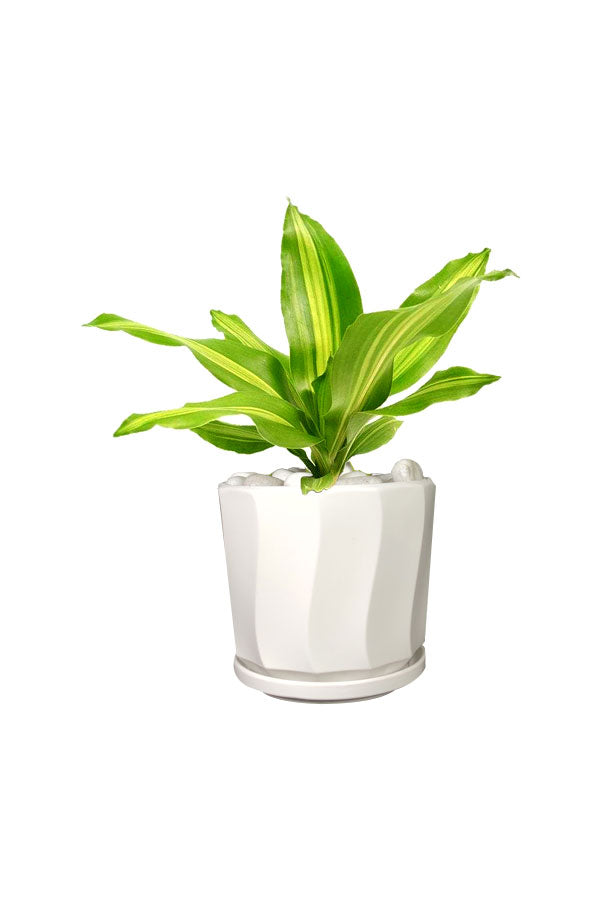 Dracaena Massangeana Short - Office Table Top Plant