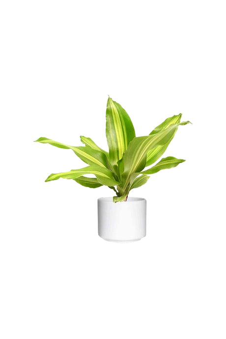 Dracaena Massangeana Short (Dracaena Fragrans) Compact Indoor Plant with Elegant Green Foliage