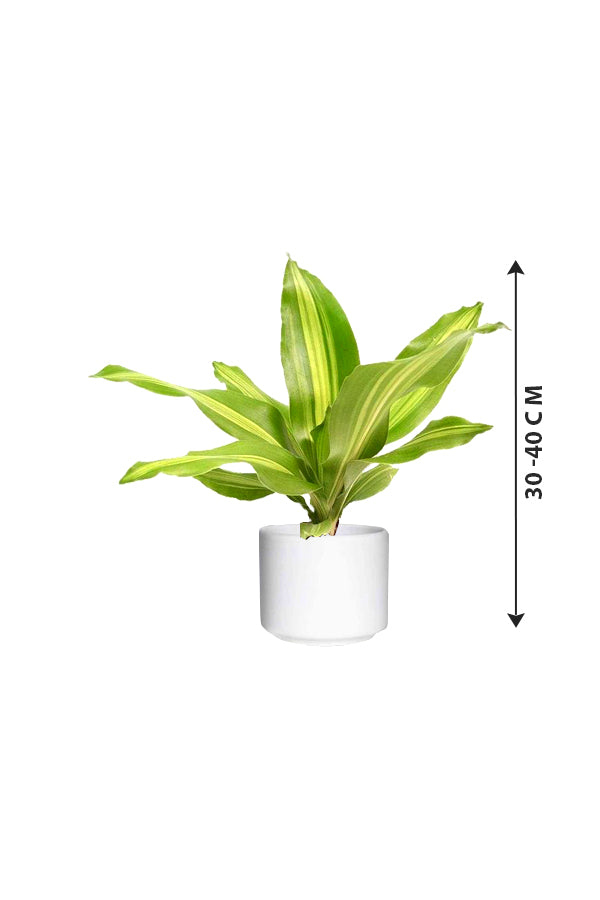 Dracaena Massangeana Short - Dracaena Fragrans
