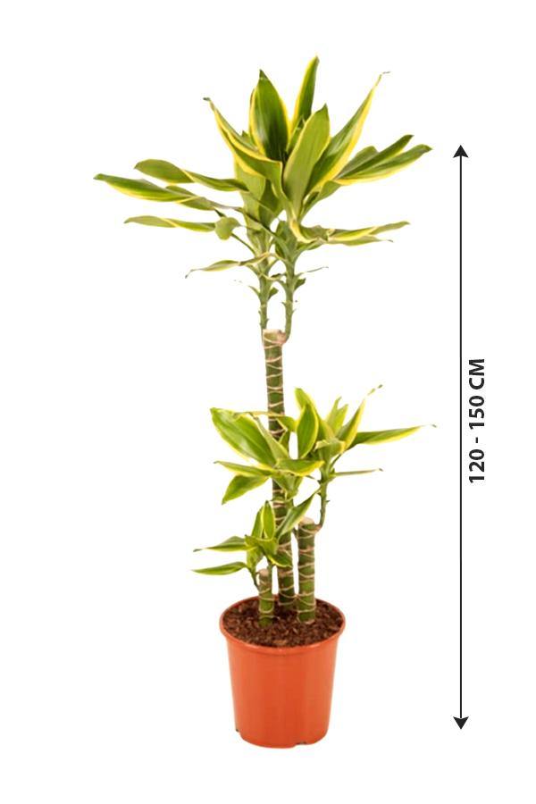 Dracaena Gold Coast - Plantsworld.ae - {{ varient.name }}