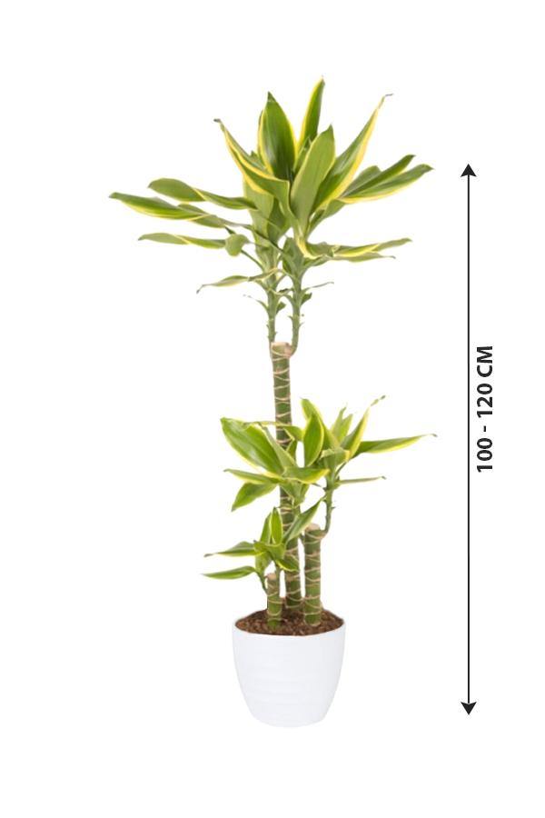 Dracaena Gold Coast - Plantsworld.ae - {{ varient.name }}