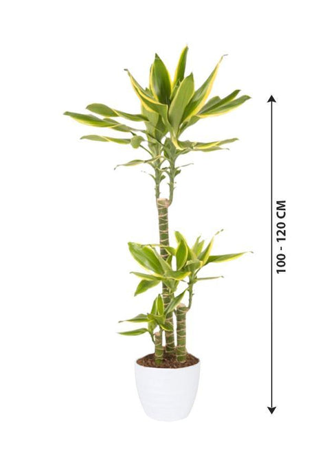 Dracaena Gold Coast - Plantsworld.ae - {{ varient.name }}