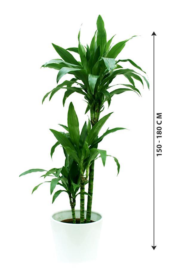 Dracaena Janet Craig - low light interior plant - Plantsworld.ae - {{ varient.name }}