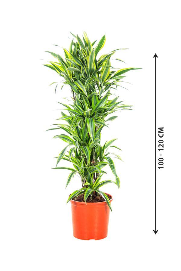 Dracaena Lemon Lime - Lemon Lime plant - Plantsworld.ae - {{ varient.name }}