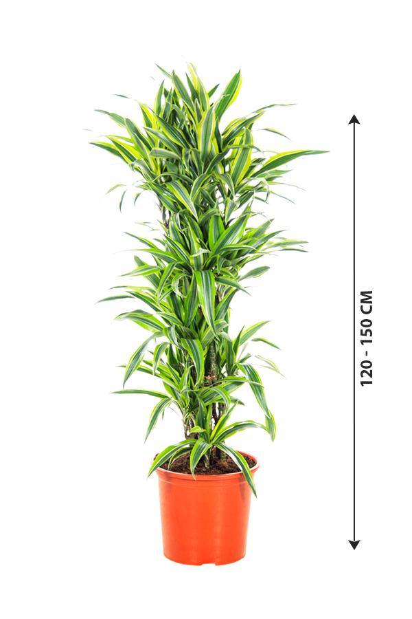 Dracaena Lemon Lime - Lemon Lime plant - Plantsworld.ae - {{ varient.name }}