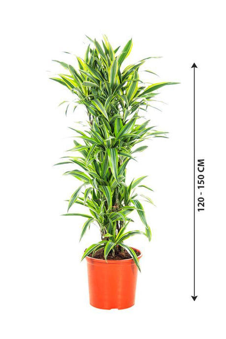 Dracaena Lemon Lime - Lemon Lime plant - Plantsworld.ae - {{ varient.name }}