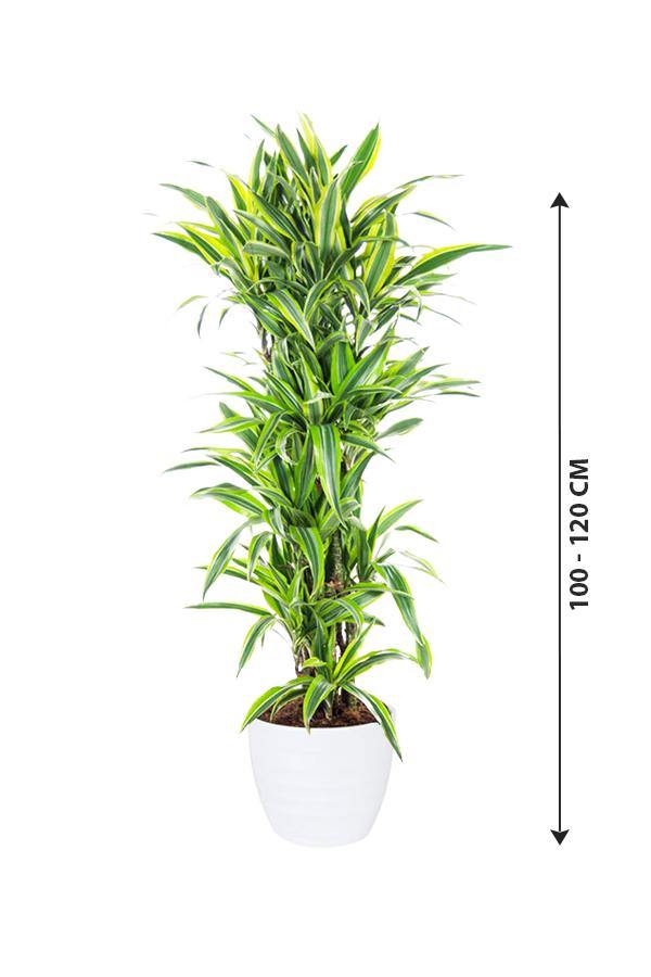 Dracaena Lemon Lime - Lemon Lime plant - Plantsworld.ae - {{ varient.name }}