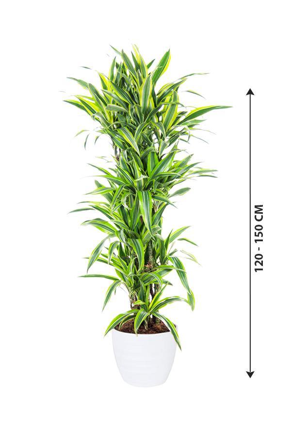 Dracaena Lemon Lime - Lemon Lime plant - Plantsworld.ae - {{ varient.name }}