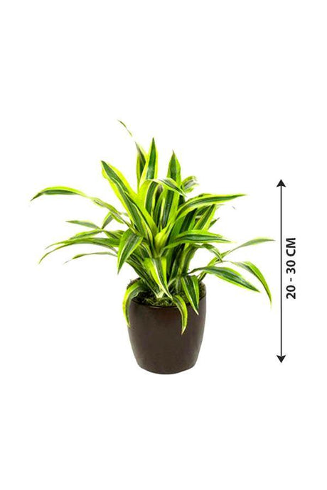 Dracaena Lemon Lime Mini - Lemon Lime plant - Plantsworld.ae - {{ varient.name }}