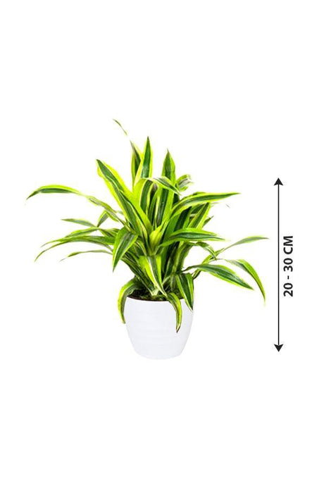 Dracaena Lemon Lime Mini - Lemon Lime plant - Plantsworld.ae - {{ varient.name }}