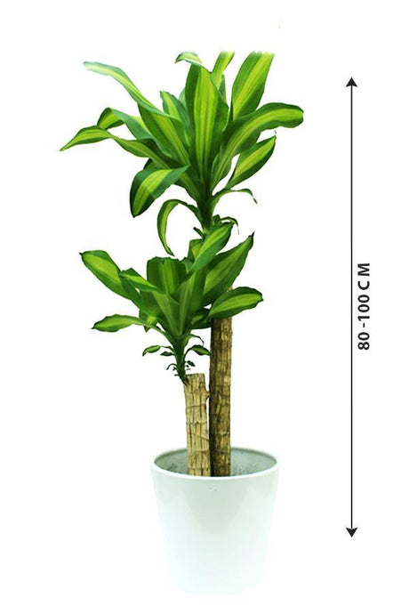 Dracaena Massangeana - Dracaena Fragrans - Plantsworld.ae - {{ varient.name }}