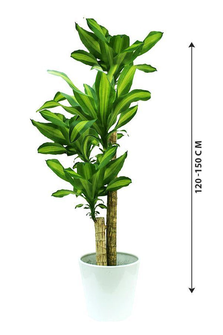 Dracaena Massangeana - Dracaena Fragrans - Plantsworld.ae - {{ varient.name }}