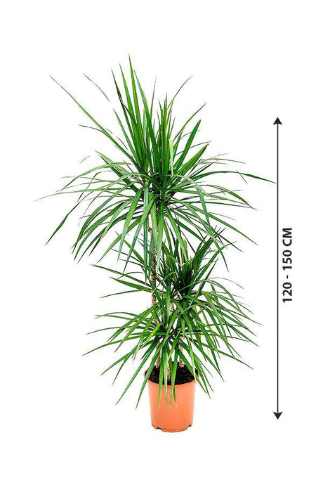 Dracaena marginata-3PP - Low light Evergreen Plant - Plantsworld.ae - {{ varient.name }}