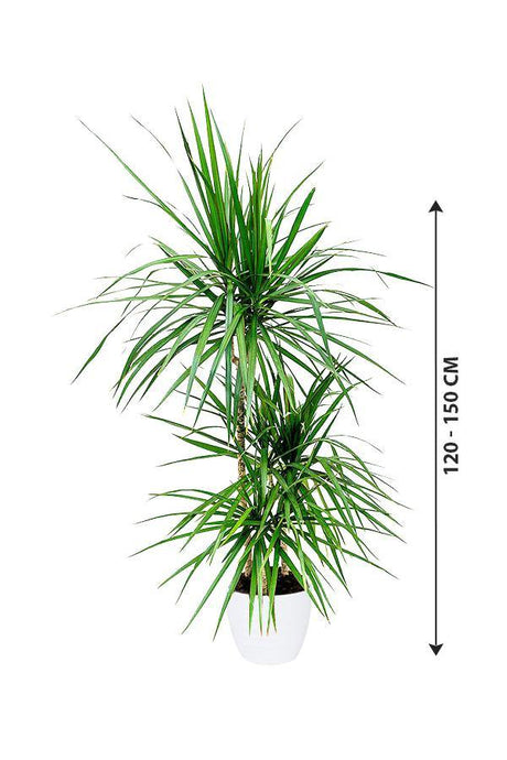 Dracaena marginata-3PP - Low light Evergreen Plant - Plantsworld.ae - {{ varient.name }}