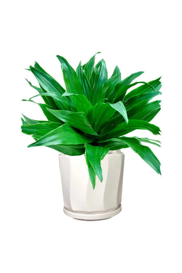 Dracaena Compacta -Office Table Top Plant