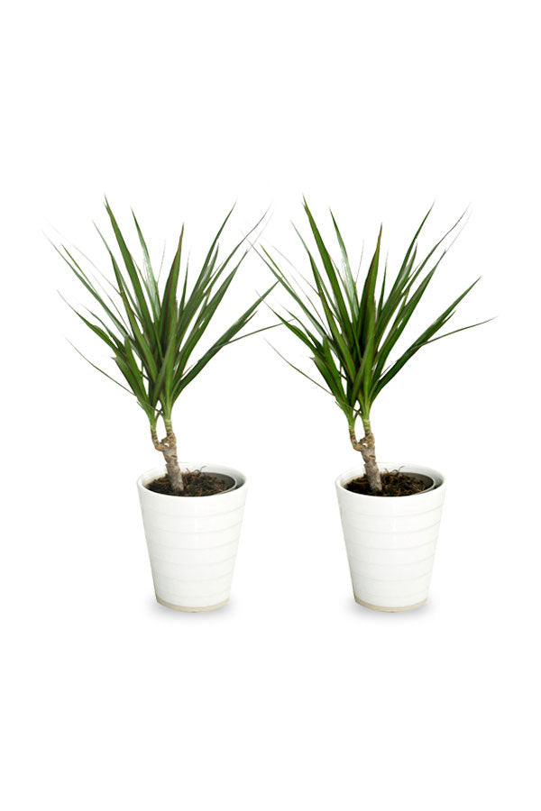 Buy One Get One - Dracaena Marginata - Low Light Evergreen Plant