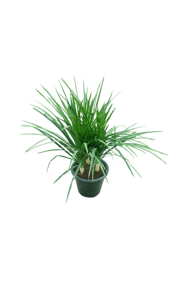 Dracaena Draco 3 Stems – Indoor and Outdoor Plant available at PlantsWorld.ae