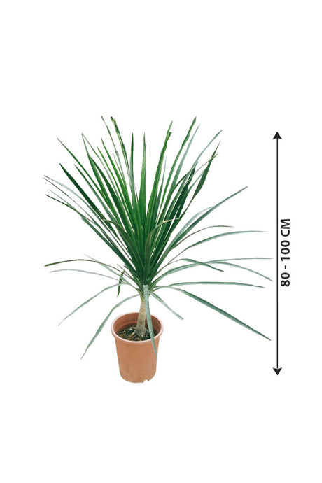 Dracaena Draco Single Stem Tree Plant – Indoor and Outdoor Tree available at PlantsWorld.ae