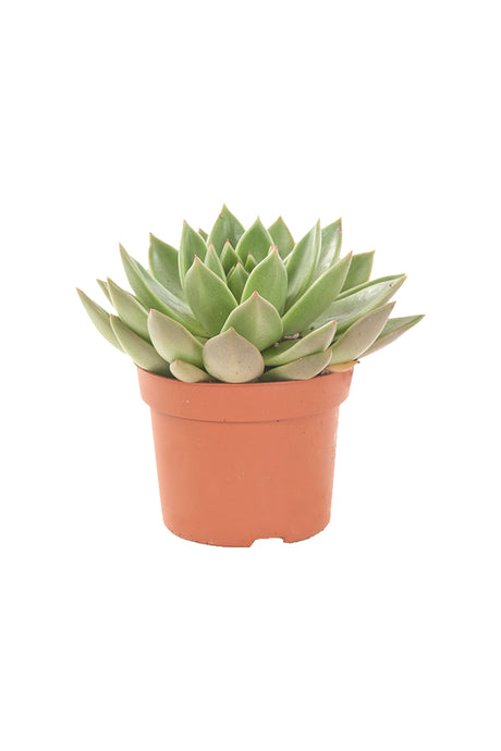 Echeveria OVR - Evergreen Succulent Flowering plant