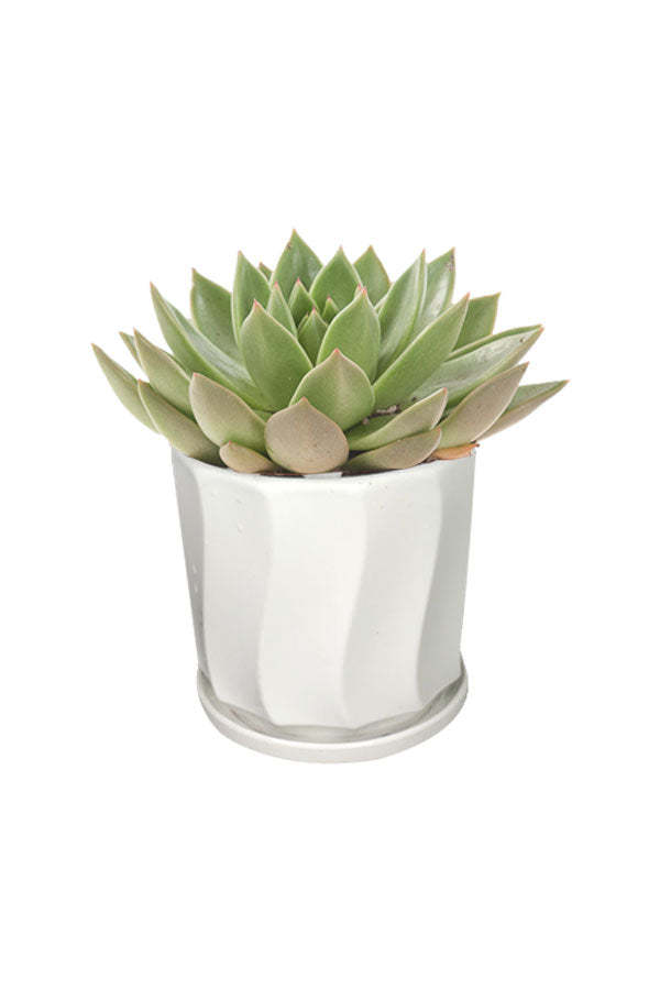 Echeveria OVR - Office Table Top Plant