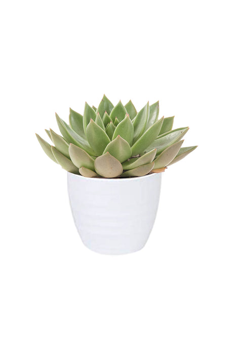 Echeveria OVR - Evergreen Succulent Flowering Plant | Buy Succulent Plants at Plantsworld.ae