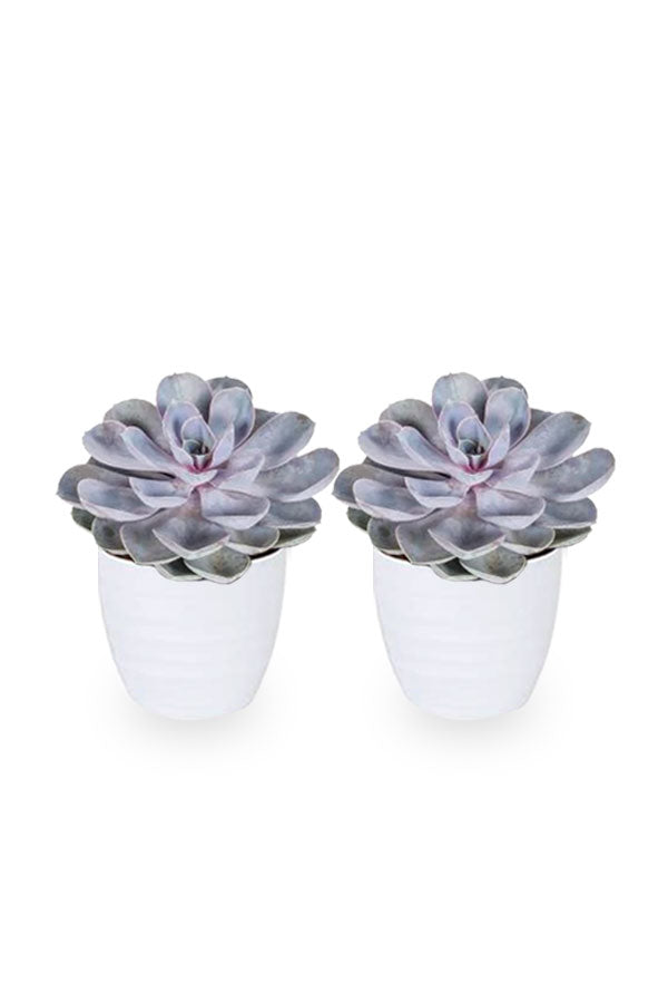 Buy One Get One Echeveria Tippy Evergreen Succulent Plant – PlantsWorld UAE