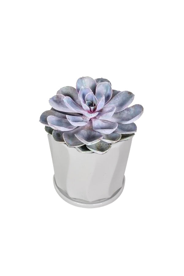 Echeveria Tippy - Office Table Top Plant
