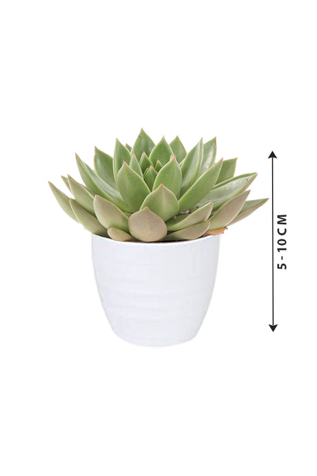 Echeveria OVR - Evergreen Succulent Flowering plant