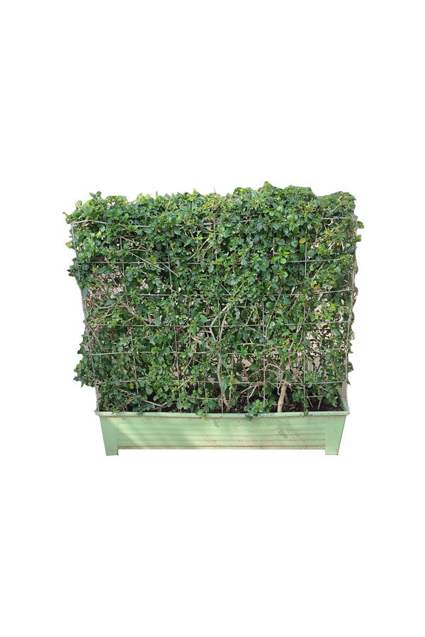 Erethria - Box Shaped Large Size