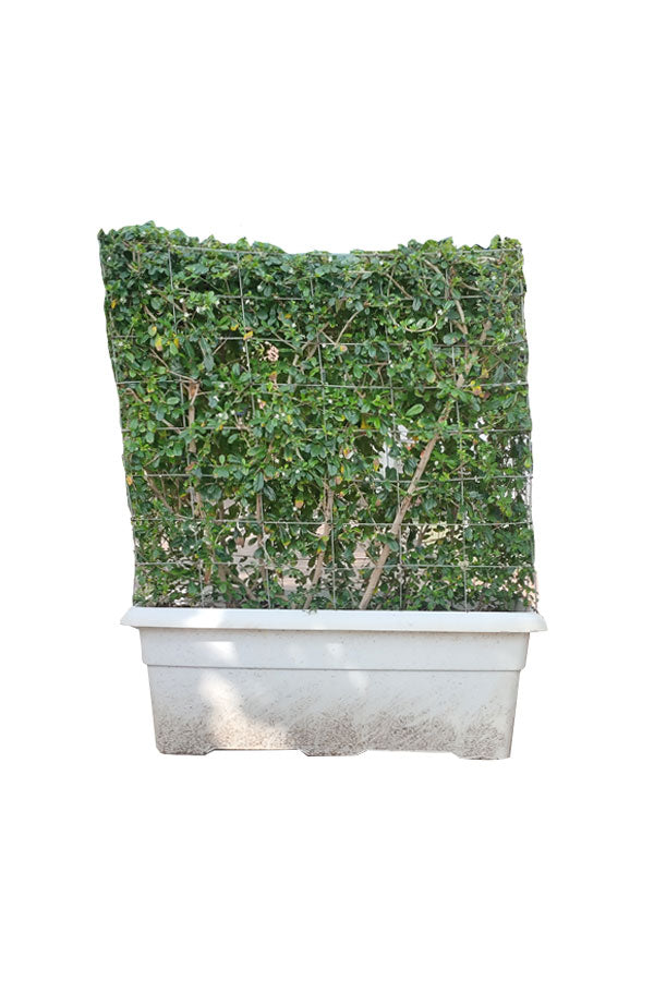 Erethria - Box Shaped Large Size