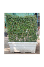 Erethria - Box Shaped Large Size Planter for Indoor and Outdoor Use