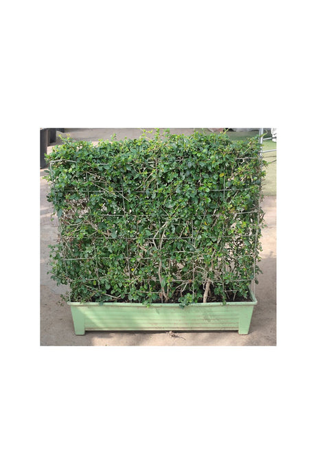 Erethria - Box Shaped Large Size