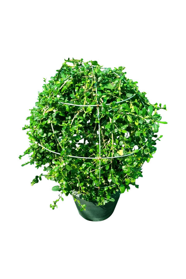 Erethria ball-shaped topiary plant in decorative pot for outdoor garden design