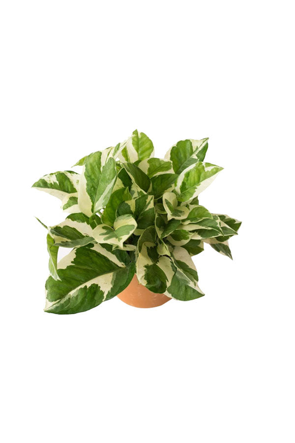 Njoy Plant - Epipremnum Pinnatum