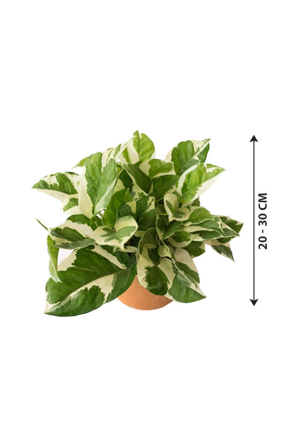 Njoy Plant - Epipremnum Pinnatum