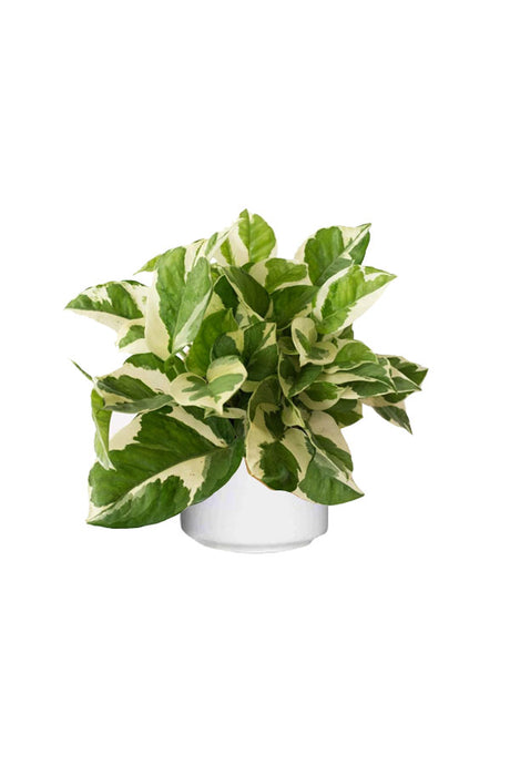 Njoy Plant - Epipremnum Pinnatum, a low-maintenance indoor plant with beautiful green variegated leaves with ceramic pot, perfect for home or office décor