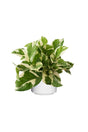 Njoy Plant - Epipremnum Pinnatum, a low-maintenance indoor plant with beautiful green variegated leaves with ceramic pot, perfect for home or office décor