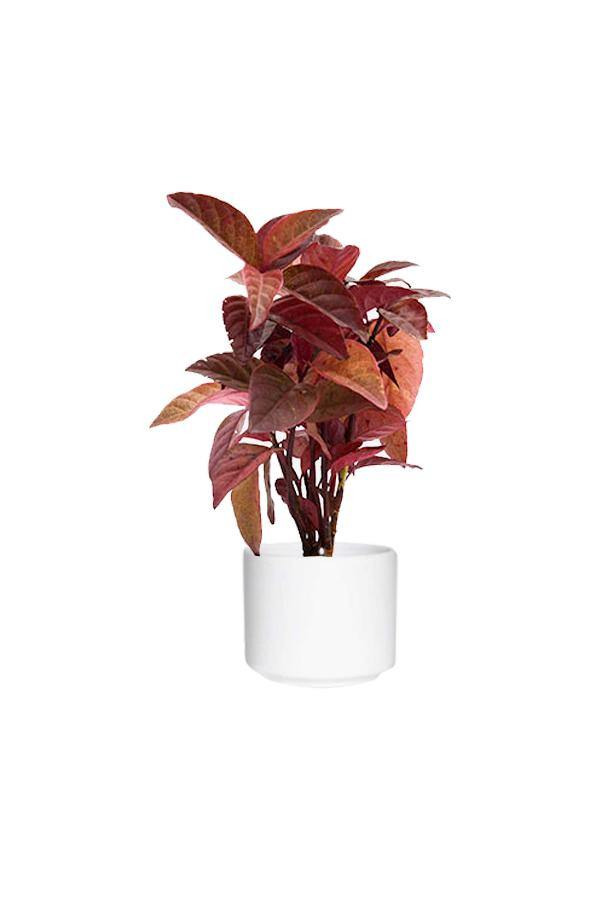 Eranthemum Black-	Eranthemum Nigrum - Plantsworld.ae - {{ varient.name }}