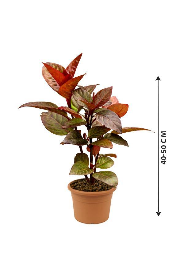 Eranthemum Black-	Eranthemum Nigrum - Plantsworld.ae - {{ varient.name }}